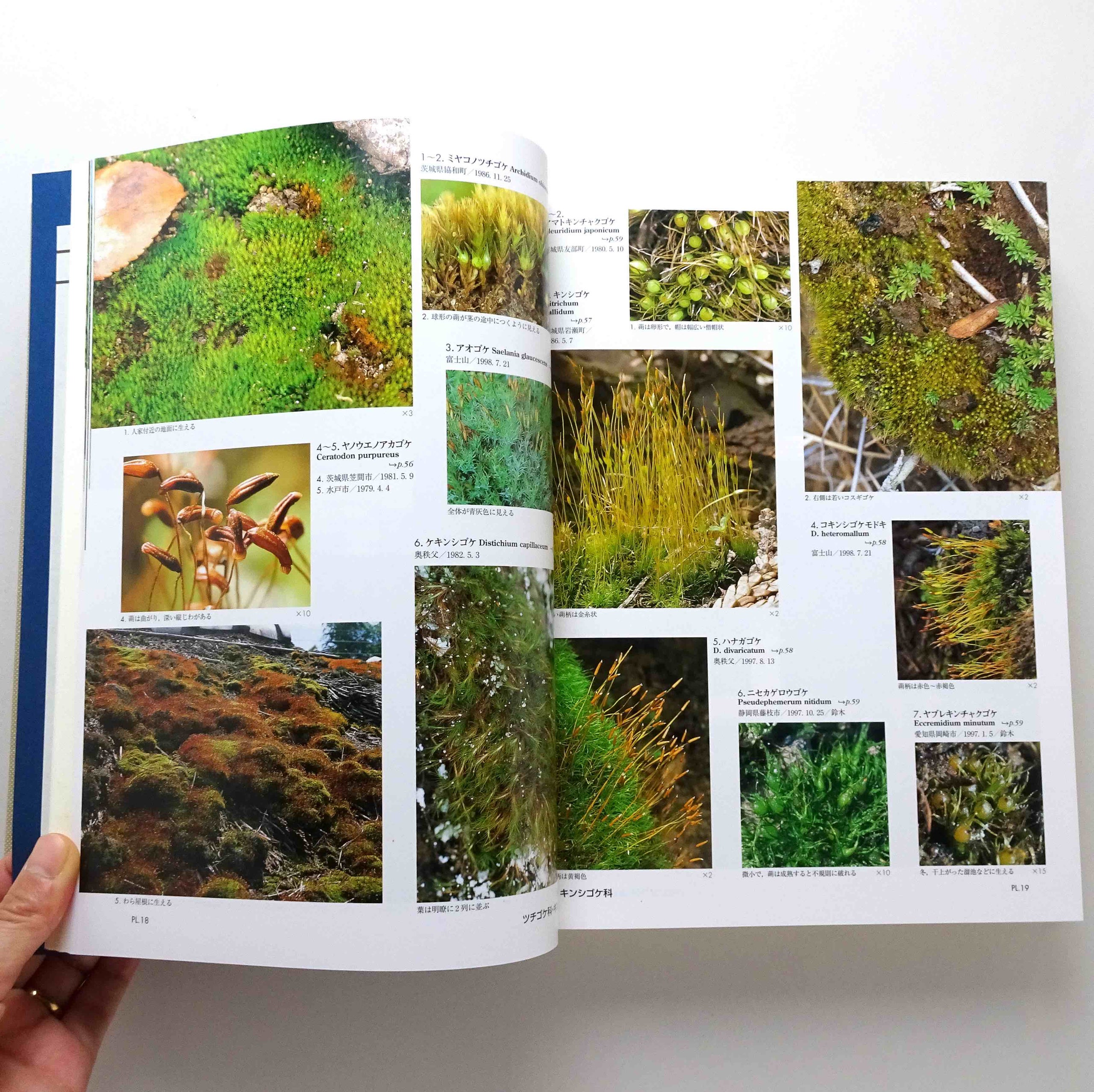超熱 平凡社 日本の野生植物 日本の帰化植物 7冊おまとめ 植物図鑑 野草、植物